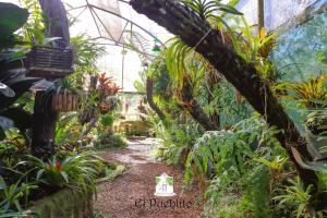 une serre dans un jardin avec des plantes et un chemin dans l'établissement El Pueblito Iguazú, à Puerto Iguazú