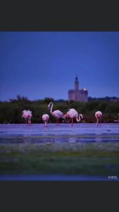 un groupe de flamants debout dans l'eau dans l'établissement Ô 36 Rempart Sud B&B, à Aigues-Mortes