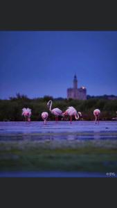 a group of flamingos standing in the water at Ô 36 Rempart Sud B&B in Aigues-Mortes
