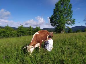 a man milking a brown and white cow in a field at Tourist Farm Strle With Great Local Food in Cerknica