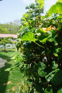un arbusto con hojas verdes en un patio en Cozy Cottage Posada Turistica, en San Andrés