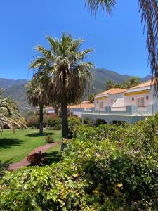 una palma di fronte a una casa di La Villa a El Paso