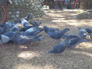 um bando de pombos no chão em Cabañas San Miguel Tenango em Huauchinango
