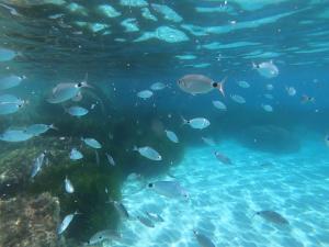 a group of fish swimming in the water at Villa Sweet Simius in Villasimius