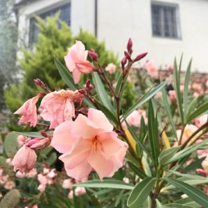 Vonkajšia záhrada v ubytovaní Casa Mediterraneo