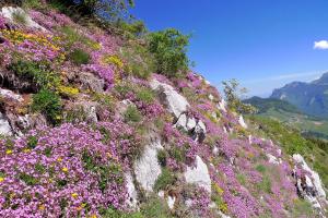 una colina cubierta de flores púrpuras y rosas en Hôtel Le Christania, en Bellevaux