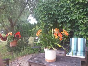 Guest House Pechersky & Sons في Dreiliņi: خزافين من النباتات جالسين على طاولة خشبية