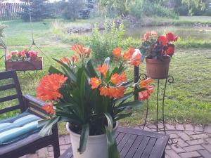 a pot of flowers sitting next to a bench at Guest House Pechersky & Sons in Dreiliņi