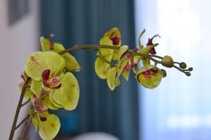 ハイデルベルクにあるNeu Heidelberg - Guesthouse & Apartmentsの枝の黄色い花束
