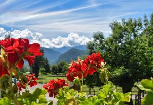 um grupo de flores vermelhas com montanhas ao fundo em Albergo Ristorante Innocenti em Ardenno