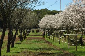 En hage utenfor Le Gîte des écureuils