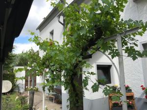 een wit huis met een boom ervoor bij Ferienwohnung Lahnmündung in Lahnstein