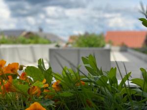 een groep oranje bloemen in het gras bij Berdorfer Eck in Berdorf