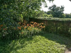 un giardino con siepe e alcuni fiori di Panoráma Vendégház a Golop