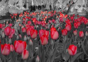 Ein Haufen roter Tulpen auf einem Feld in der Unterkunft Belvárosi Apartmanszálló - Kiskunfélegyháza in Kiskunfélegyháza