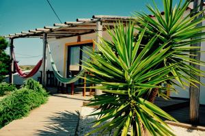 a palm tree in front of a house with a swing at Good Feeling Hostel & Guest House in Raposeira