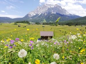 ein Blumenfeld mit einem Berg im Hintergrund in der Unterkunft Pension Garni Hochmoos in Lermoos