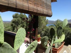 einen Blick aus dem Garten eines Hauses mit Kaktus in der Unterkunft Casa Luciana in Cugnana Verde
