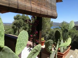 una vista desde el jardín de una casa con cactus en Casa Luciana, en Cugnana Verde