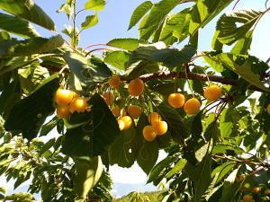 Une bande d'oranges suspendues à un arbre dans l'établissement La Locanda dei Cavalieri, à Mormanno
