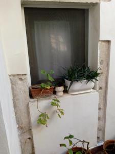 a window with potted plants on top of it at Apartment with a Secret and Romantic Park in Venice