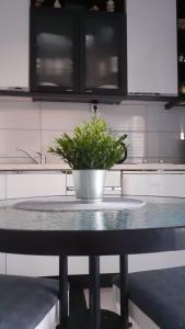 a potted plant sitting on a table in a kitchen at Apartment Viki in Lozovac