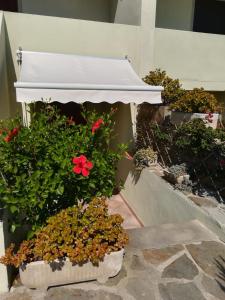 a group of potted plants with a white umbrella at Via Carru e Frau in Stintino