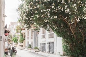 a tree with white flowers on a street at La casa di Plaka in Athens