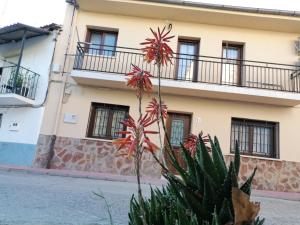 a plant in front of a building at Ambroz y Plata in Aldeanueva del Camino