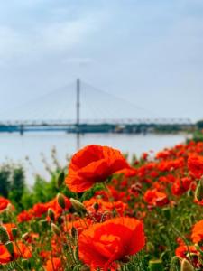 a field of red flowers with a bridge in the background at Amira Apartman in Komárno