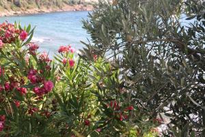Gallery image of Urga Butik Otel & Restaurant in Gulluk +97 photos