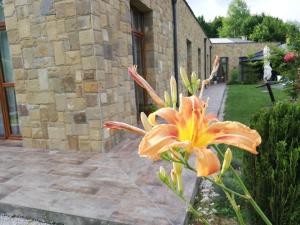 a large orange flower in front of a building at Boomerang Guest House in Apriltsi