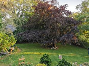 ein großer Baum in der Mitte eines Gartens in der Unterkunft Ferienwohnung "Pipistrello" mit Minizoo in Wursterheide