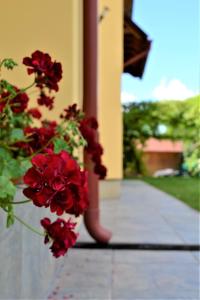 eine Person, die auf einer Veranda mit roten Blumen steht in der Unterkunft Rozsi Mama in Sovata