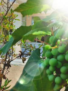 Giardino di Sunrise Hotel