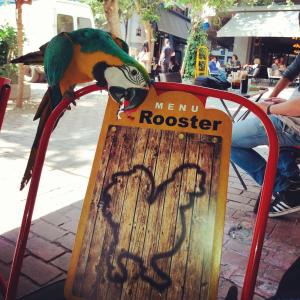 a parrot standing on top of a sign at Rooster Suites in Athens