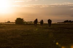 Gambar di galeri bagi Fridfullt boende på lantgård med underbar utsikt di Malmö