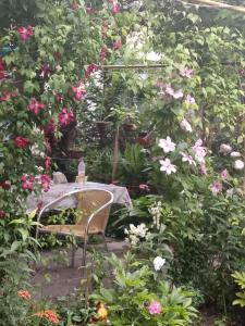 ゲレンジークにあるКомнатаの花の咲く庭園