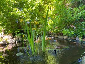 un estanque en un jardín con plantas verdes en Ferienhaus Maxe, en Fehmarn