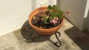 a plant in a pot sitting on a stand at Casa Mateus - Colares, Parque Natural Sintra Cascais in Sintra