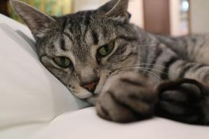 Ospiti di Hotel Daiki con animali domestici