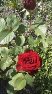 a red rose in a garden with green leaves at Resort Hotel surami in Surami