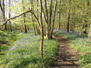 a trail in the woods filled with blue flowers at Bluebell Cottage at The Old Tractor Barn in Brackley