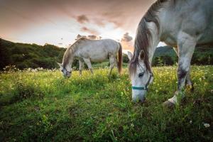 two horses grazing in a grassy field at Ranch Jelov Klanac in Rakovica