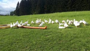A garden outside Biohof Obereibensteiner