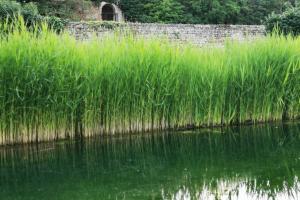 a field of tall grass next to a body of water at Cocon - 2pers - parking - aéroport - MEET in Blagnac