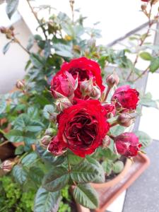 un ramo de rosas rojas en una olla en Hotel/Pension Rosengarten, en Franking