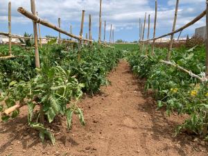 A garden outside Masseria Capece bed & breakfast