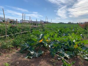 A garden outside Masseria Capece bed & breakfast