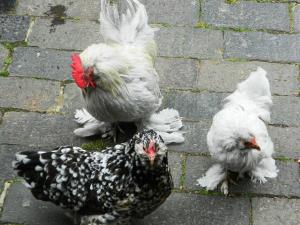 Pet or pets staying with guests at Kings Head Inn 